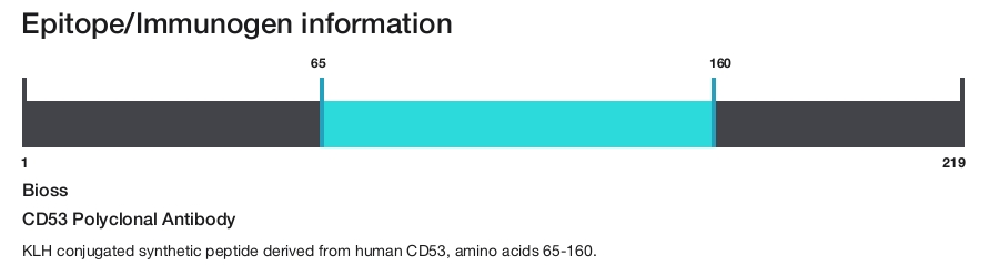 CD53 Polyclonal Antibody