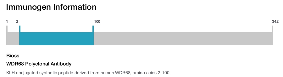 WDR68 Polyclonal Antibody