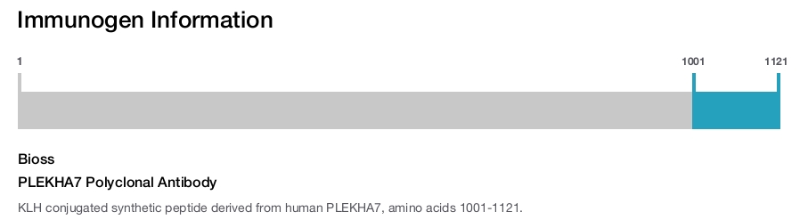 PLEKHA7 Polyclonal Antibody