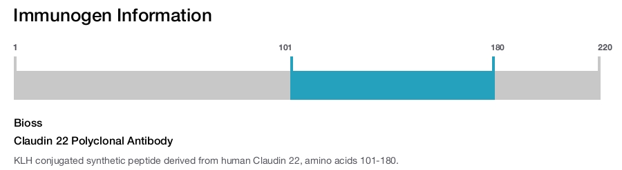 Claudin 22 Polyclonal Antibody