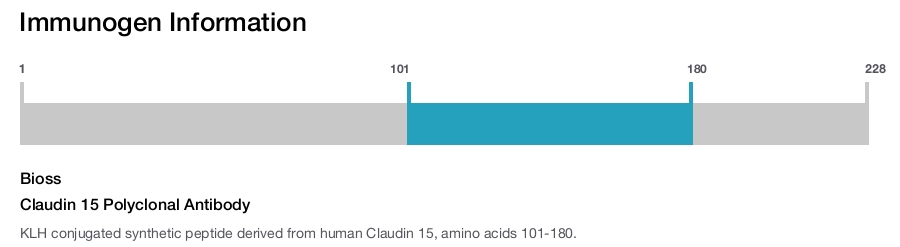 Claudin 15 Polyclonal Antibody
