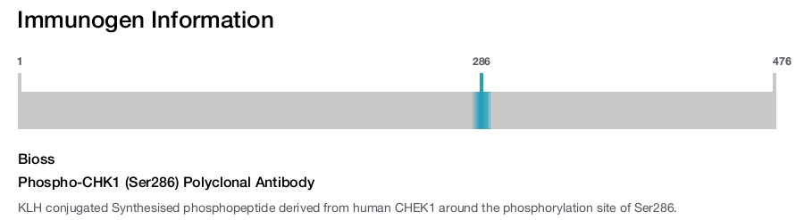 Phospho-CHK1 (Ser286) Polyclonal Antibody