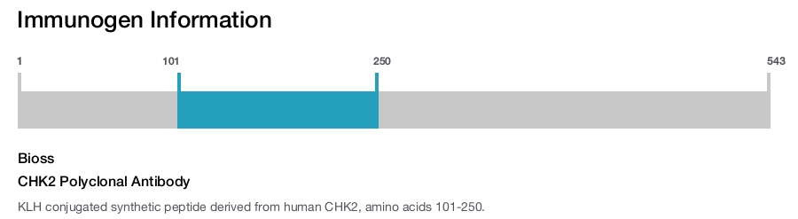 CHK2 Polyclonal Antibody