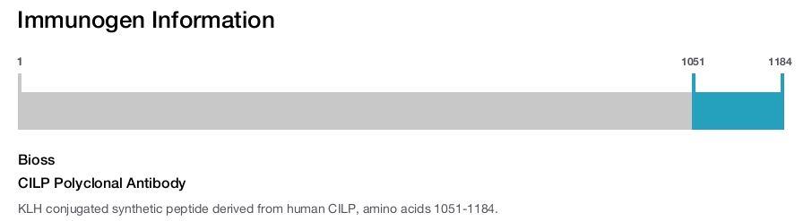 CILP Polyclonal Antibody
