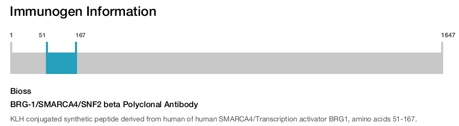 BRG-1/SMARCA4/SNF2 beta Polyclonal Antibody