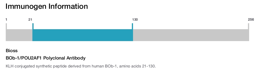 BOb-1/POU2AF1 Polyclonal Antibody