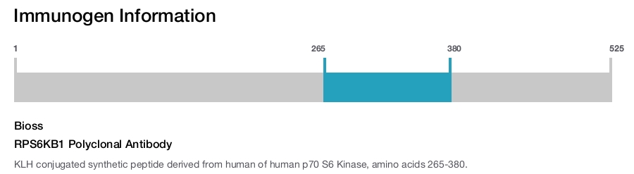 RPS6KB1 Polyclonal Antibody