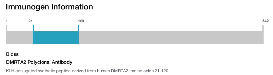 DMRTA2 Polyclonal Antibody
