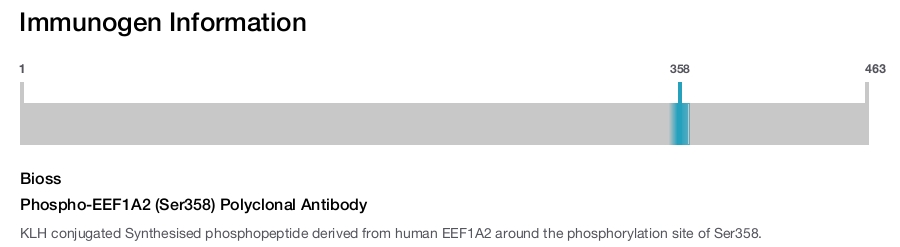 Phospho-EEF1A2 (Ser358) Polyclonal Antibody