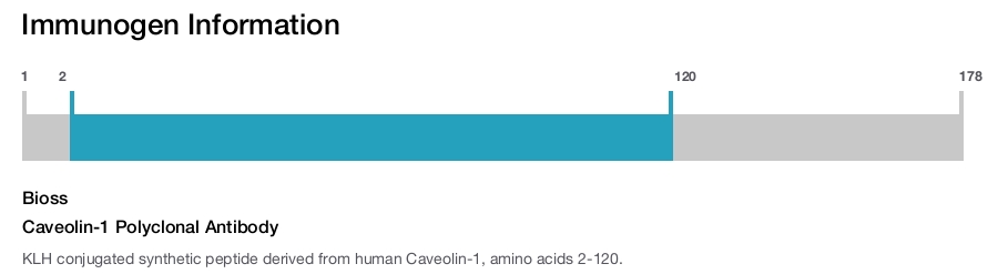 Caveolin-1 Polyclonal Antibody