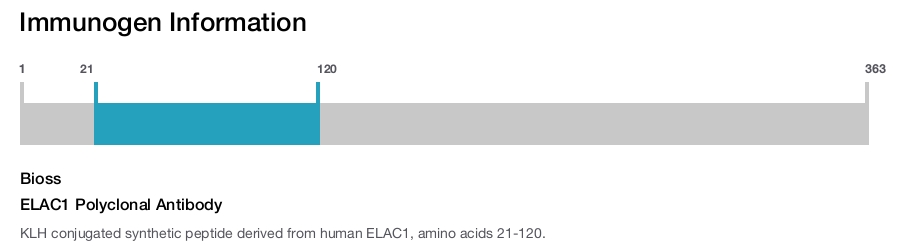 ELAC1 Polyclonal Antibody