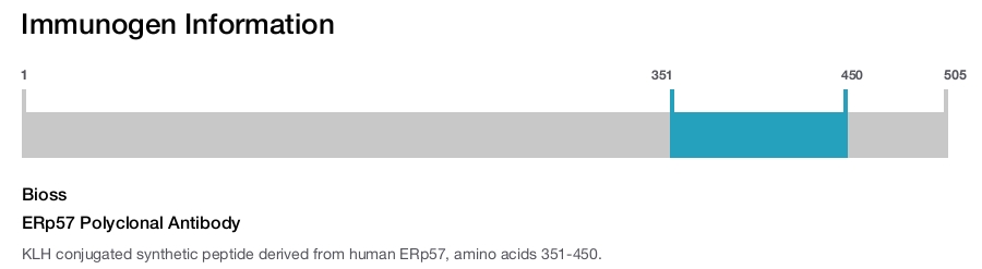 ERp57 Polyclonal Antibody