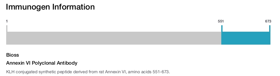 Annexin VI Polyclonal Antibody
