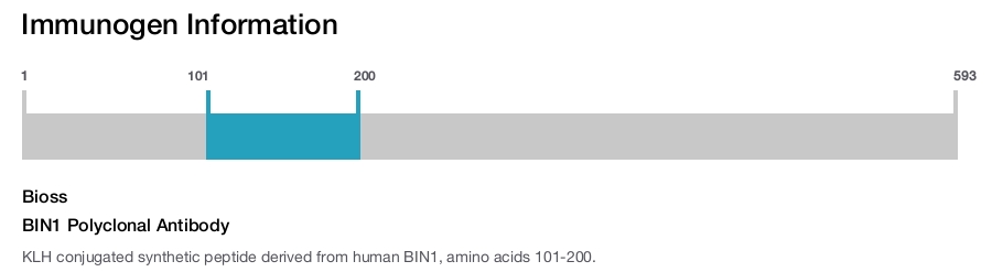 BIN1 Polyclonal Antibody