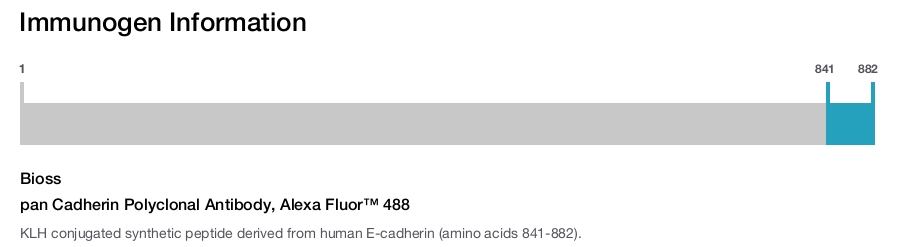 pan Cadherin Polyclonal Antibody, Alexa Fluor&trade; 488