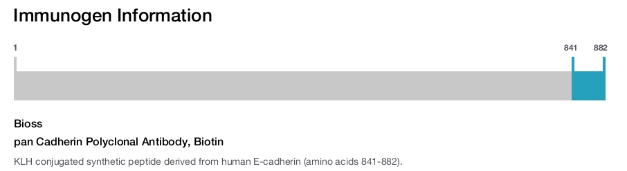 pan Cadherin Polyclonal Antibody, Biotin