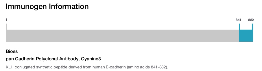 pan Cadherin Polyclonal Antibody, Cyanine3