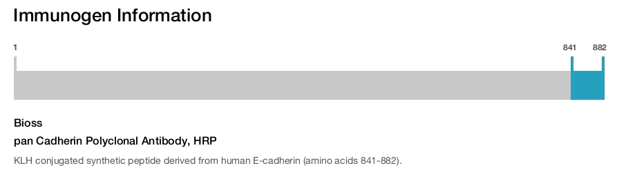 pan Cadherin Polyclonal Antibody, HRP