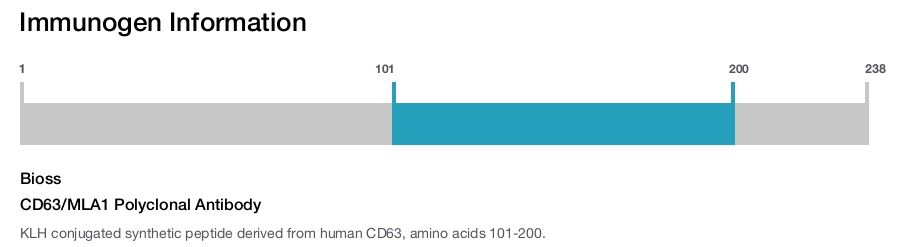 CD63/MLA1 Polyclonal Antibody