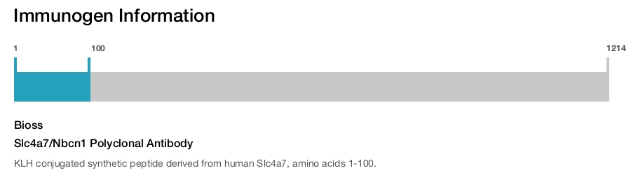 Slc4a7/Nbcn1 Polyclonal Antibody
