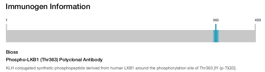 Phospho-LKB1 (Thr363) Polyclonal Antibody