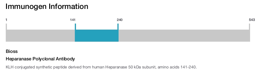Heparanase Polyclonal Antibody