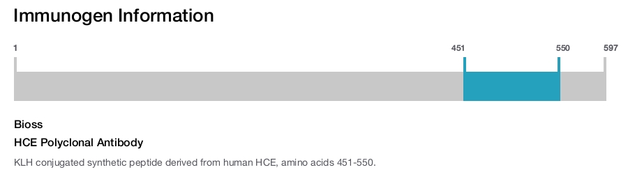 HCE Polyclonal Antibody