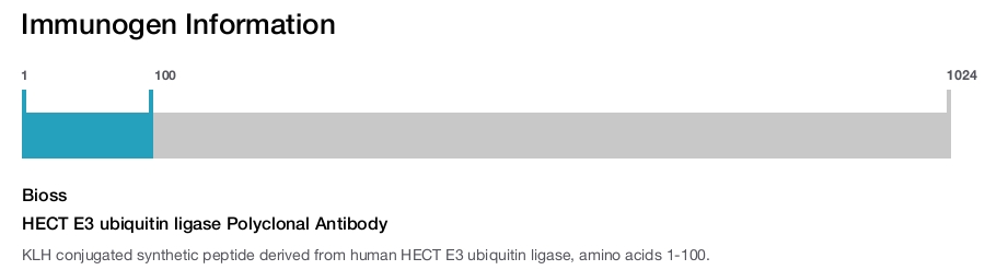 HECT E3 ubiquitin ligase Polyclonal Antibody