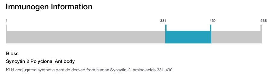 Syncytin 2 Polyclonal Antibody