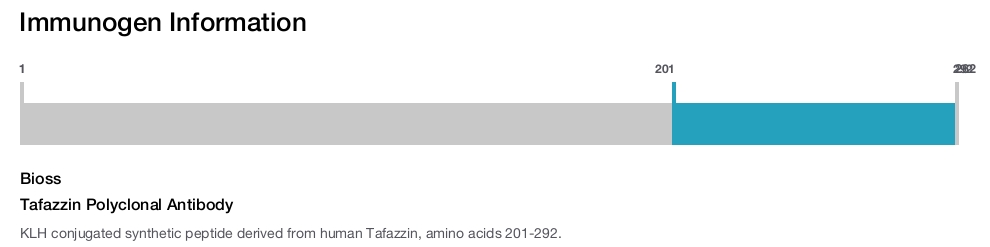Tafazzin Polyclonal Antibody