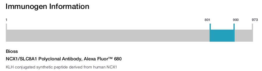 NCX1/SLC8A1 Polyclonal Antibody, Alexa Fluor&trade; 680