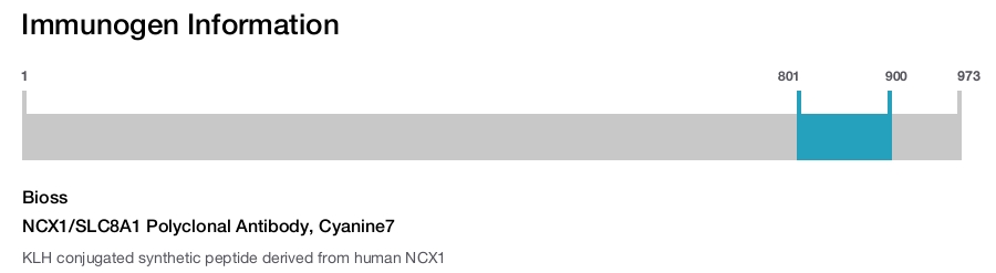 NCX1/SLC8A1 Polyclonal Antibody, Cyanine7