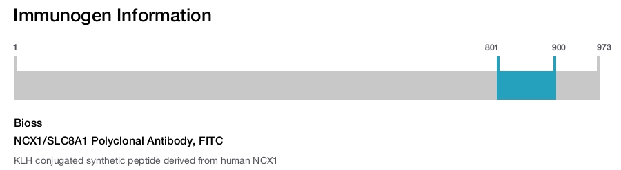 NCX1/SLC8A1 Polyclonal Antibody, FITC