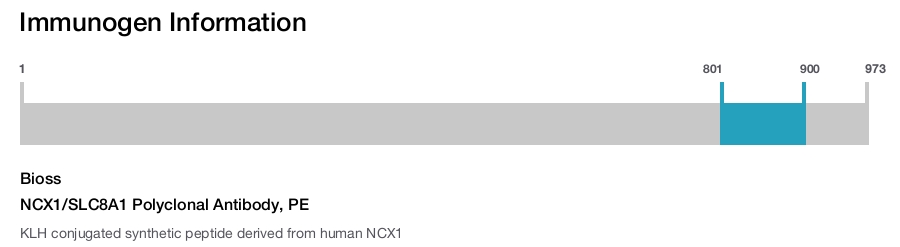 NCX1/SLC8A1 Polyclonal Antibody, PE
