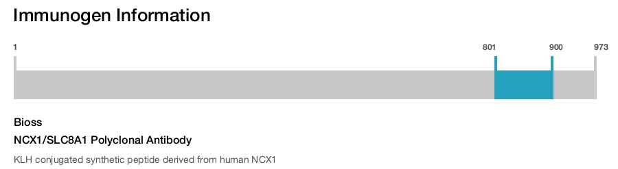 NCX1/SLC8A1 Polyclonal Antibody