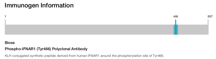 Phospho-IFNAR1 (Tyr466) Polyclonal Antibody