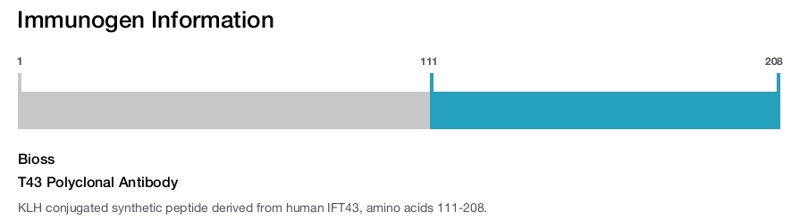 T43 Polyclonal Antibody