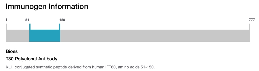 T80 Polyclonal Antibody