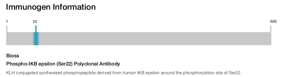 Phospho-IKB epsilon (Ser22) Polyclonal Antibody