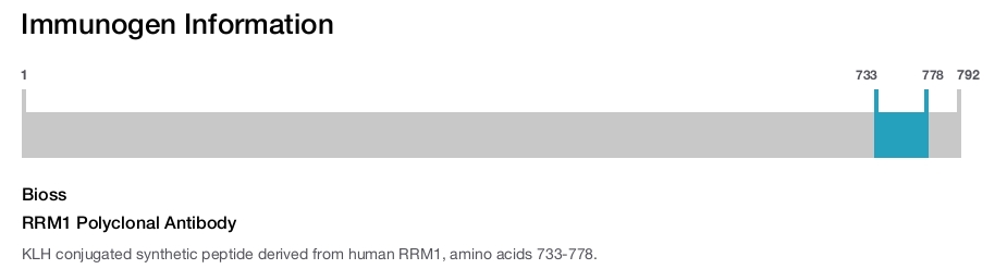 RRM1 Polyclonal Antibody