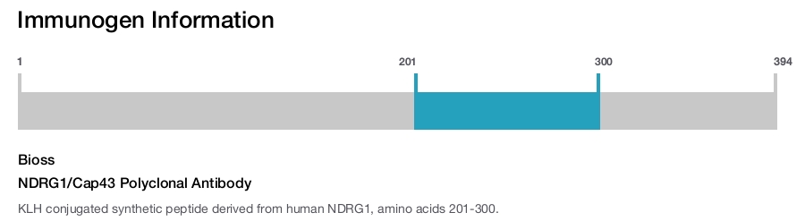 NDRG1/Cap43 Polyclonal Antibody