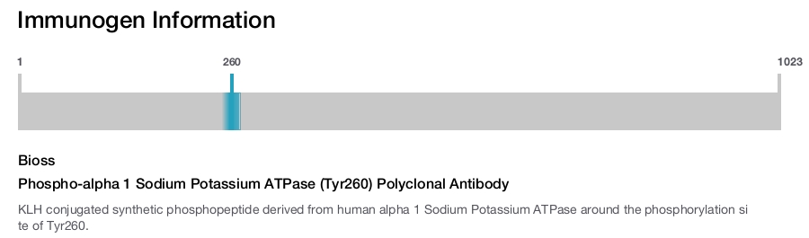Phospho-alpha 1 Sodium Potassium ATPase (Tyr260) Polyclonal Antibody