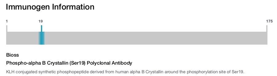 Phospho-alpha B Crystallin (Ser19) Polyclonal Antibody