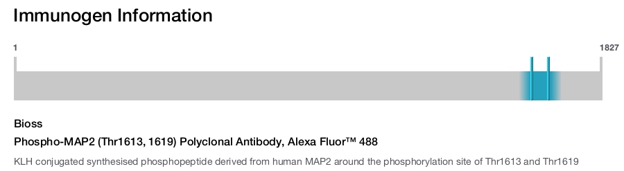 Phospho-MAP2 (Thr1613, 1619) Polyclonal Antibody, Alexa Fluor&trade; 488