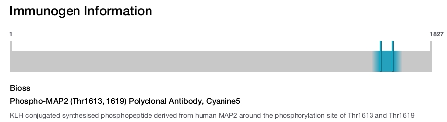 Phospho-MAP2 (Thr1613, 1619) Polyclonal Antibody, Cyanine5