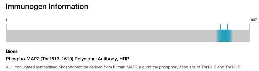 Phospho-MAP2 (Thr1613, 1619) Polyclonal Antibody, HRP