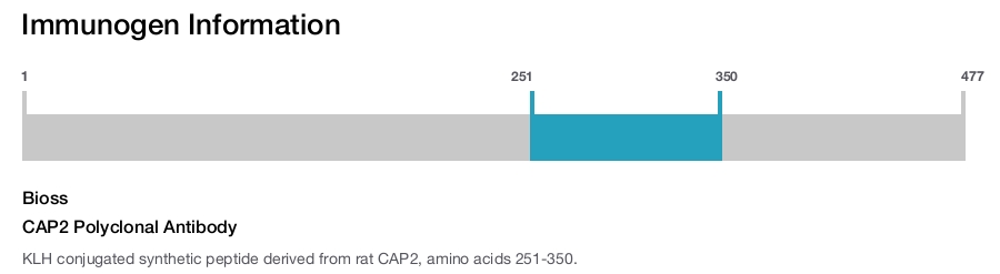CAP2 Polyclonal Antibody