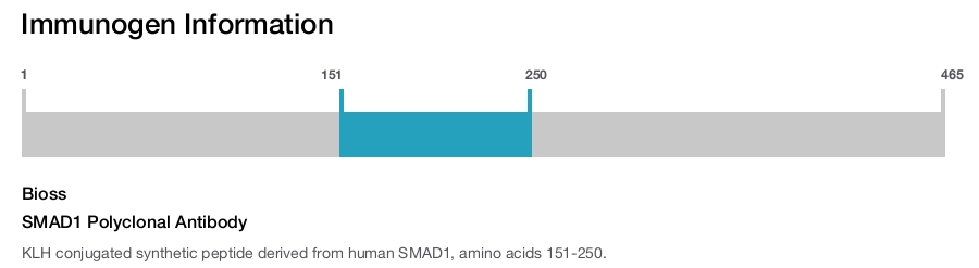 SMAD1 Polyclonal Antibody