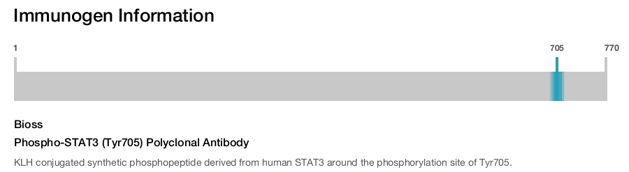 Phospho-STAT3 (Tyr705) Polyclonal Antibody