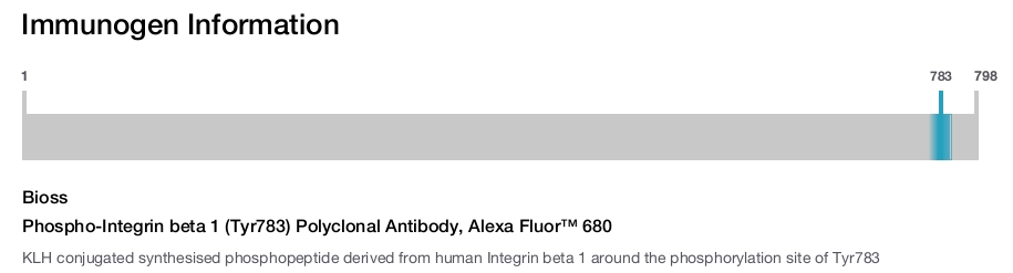 Phospho-Integrin beta 1 (Tyr783) Polyclonal Antibody, Alexa Fluor&trade; 680